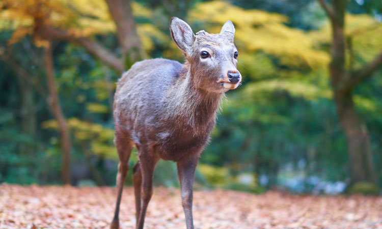 nara deer park