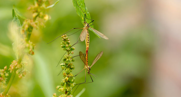 mosquitoes season mexico