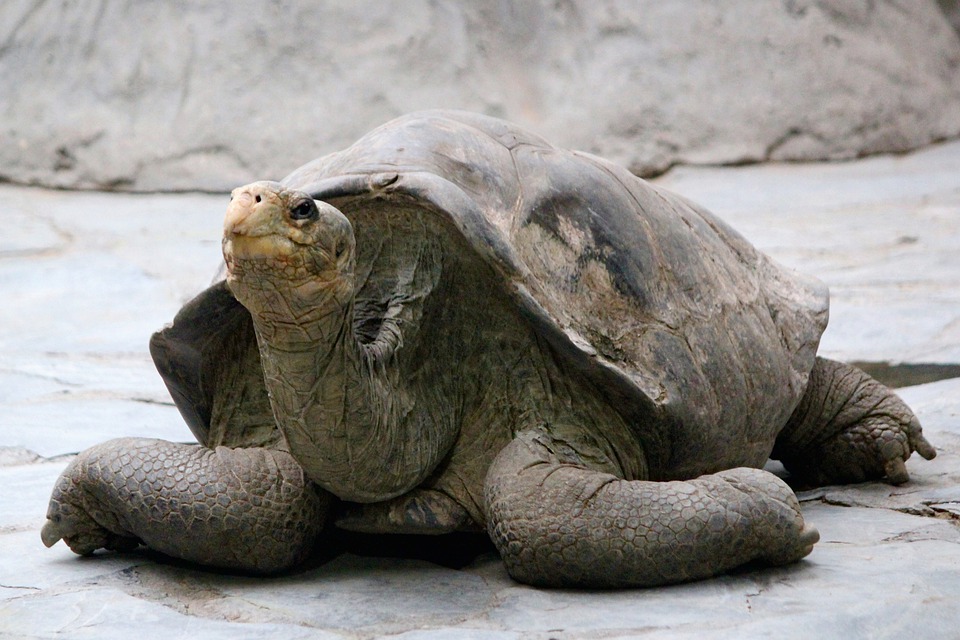 galapagos island turtle south america